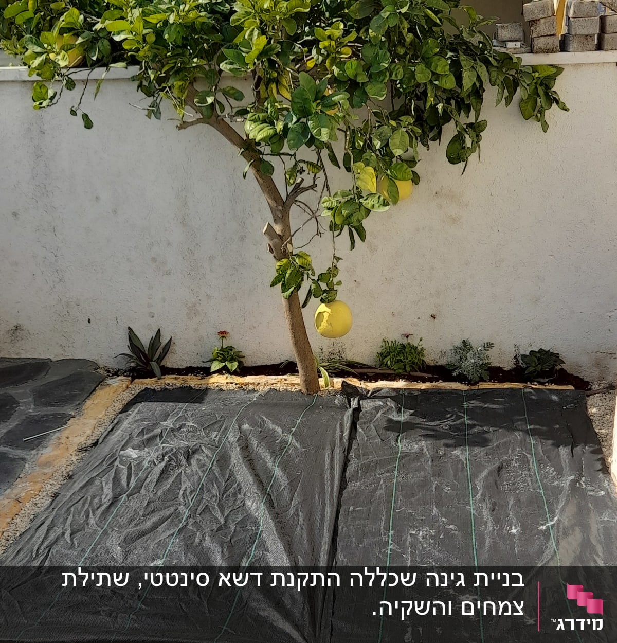 עץ פרי עם יריעות פלסטיק לגינון על הקרקע